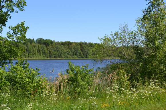 Lite röjning skulle göra susen.